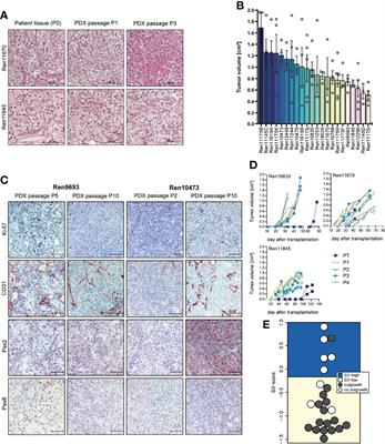 A Molecularly Characterized Preclinical Platform of Subcutaneous Renal Cell Carcinoma (RCC) Patient-Derived Xenograft Models to Evaluate Novel Treatment Strategies